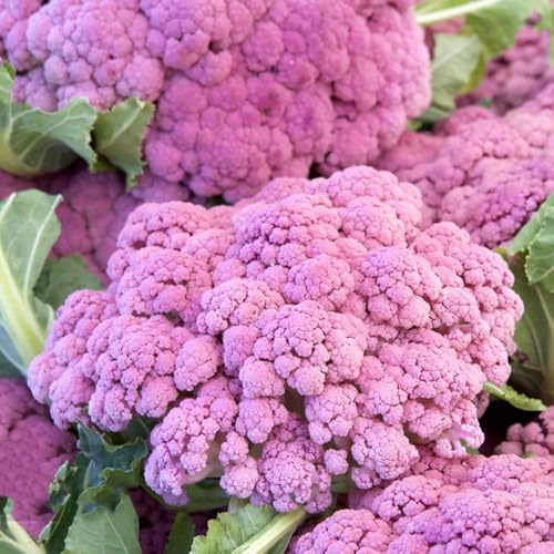 semillas de coliflor - decoración invernaderos balcón jardín 500pcs
