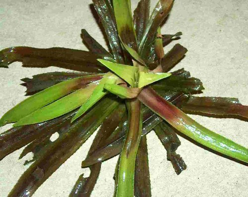 Mühlan Aquatic Plants water soldier for the garden pond, frost-hardy, pond
