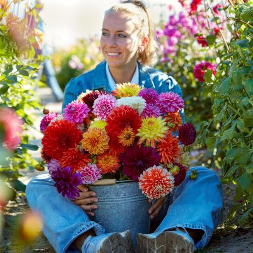 Dahlias bulbes Cut Flower Collection (5 pièces grand) - parfumés de Hollande - mélange de bulbes de dahlias avec des fleurs pour le jardin et les pots (pas de graines, et résistant à l'hiver)