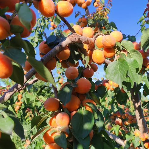 Semillas de albaricoque, Prunus armeniaca, exóticas Comprar semillas de albaricoquero, variedades antiguas para lugares soleados balcón 12pcs