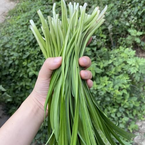 Semi di cipollina - Allium tuberosum - semi di aromatiche da cucina semi di invernali 800pcs