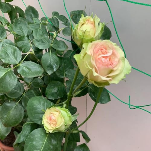 semillas de rosal - de balcón Cubresuelos resistentes invernadero interior interior cortadas decoración sala estar exterior 85pcs