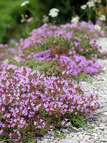 Teppich-Thymian Thymus serpyllum 200 Samen (Thyme Creeping)