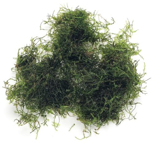 K2AQUA 20 Grams Java Moss (Taxiphyllum Barbieri) Live Aquarium Plant for Freshwater Fish Tank Easy to Grow Low Maintenance Planted Tanks Natural Decoration and Water Purifier