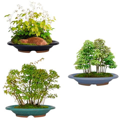Générique BIOMATA Keramiska bonsaikrukor för mamma och Shohin 15,5 x 12,3 x 2,9 cm | set med 3 ovala burkar | alla klimatbeständiga krukor med dränering | träd ingår inte