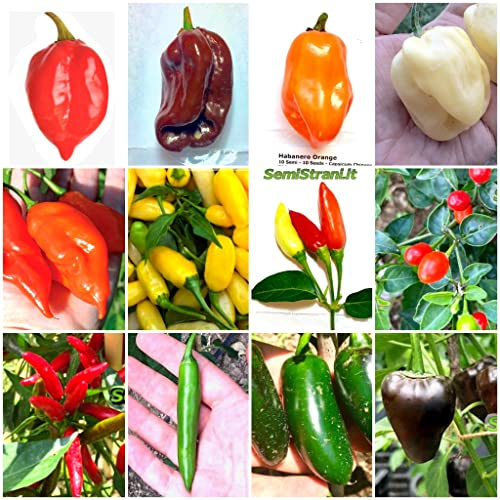 SEMISTRANI.IT - 120 Semi di Peperoncino nelle 12 Varietà più Gustose e Piccanti del MESSICO, COLLEZIONE MESSICANA + Guida: HABANERO di 6 TIPI, TABASCO, CHILTEPIN, SERRANO, JALAPENO, ARBOL e CHILHUACLE