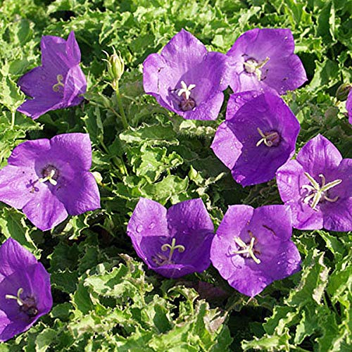 6 x Niedrige Glockenblume 'Blaue Clips' - Campanula Carpatica 'Blaue Clips' Topf 9x9cm: Blaue Glockenblumen, kompakter Wuchs, für den Steingarten.