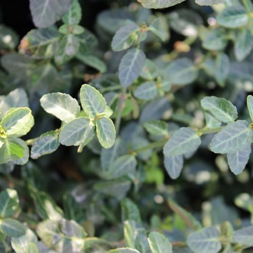 24 x Fusain persistant 'Dart's Blanket' - Euonymus fortunei 'Dart's Blanket' godet 9x9cm, pour 3m² : Un couvre-sol impressionnant aux couleurs violet-rouge automnales