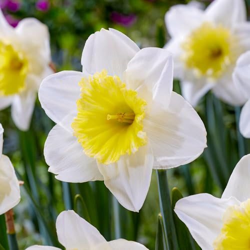 Bulbi di narcisi Ice Follies (25 pièces), perenni e resistenti, profumata miscela di bulbi di narcisi dall'Olanda per giardino e vaso, (senza semi, non artificiali)