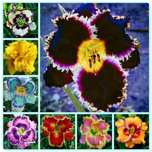 Ideal para Borduras Soleadas - Bulbos de Hemerocallis - Matas Voluminosas y Decorativas -Hemerocallis bulbos-5 Bulbos-D