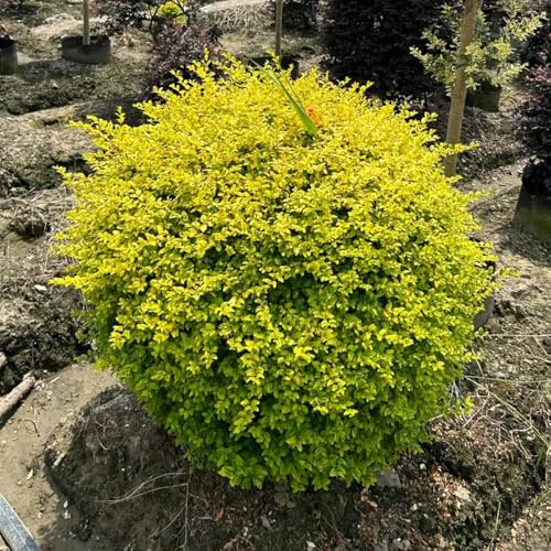 Semillas de aligustre - Ligustro lucidum, de exterior resistentes Decoración de jardín para exteriores arbustos de hoja perenne variedades antiguas 200pcs