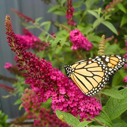 Butterfly Bush Live for Planting - Red Pink Rasberry | Size 4 Inch Tall | Flowering Shrub with Deep Purple Blooms | Easy to Grow Plant for Outdoor Gardens & Borders