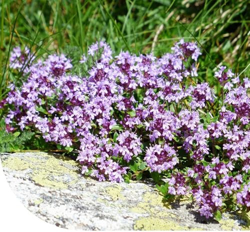 Serpolet Thymus serpyllum - 20.000 graines (10 grammes) - Plante vivace couvre-sol - Vivace et indigène - Magnifiques fleurs rose-rouge/pourpre