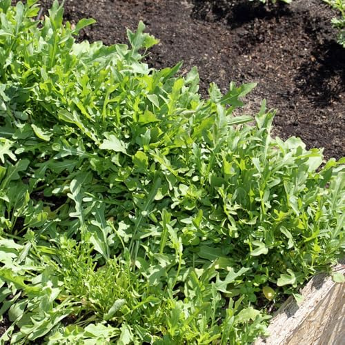 semi di rucola - giardino resistenti perenni biologiche interno serra balcone 1200pcs
