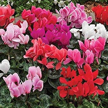 Potseed Germination Les graines Graines: 15 Cyclamen Sierra Mix