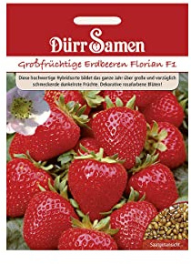 Dürr-Samen - Erdbeeren Florian F1 Saatgut