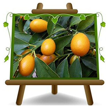 Cítricos Kumquat Fortunella Margarita en maceta 20 - Árbol frutal max 80 cm - Cultivo Italia