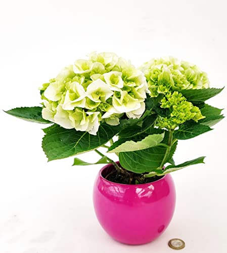 POWERS TO FLOWERS - ORTENSIA NANA BIANCA IN VASO CERAMICA SFERICO FUCSIA, pianta vera