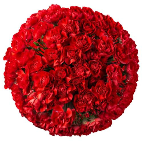 GlobalRose 400 Red Carnation Flowers - Responsibly Sourced Carnations Fresh Flowers - Hand-Picked Fresh Bouquet for Graduation, Anniversary, Birthday & Special Occasions (16 Bunches of 25 Stems)