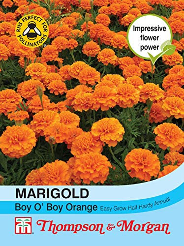 Thompson & Morgan - Flowers - Marigold Boy O Boy Orange (French) - 115 Seed