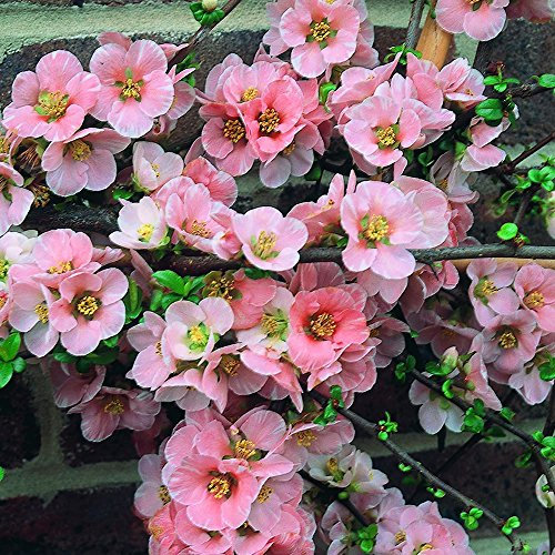 1 X CHAENOMELES 'Madame Butterfly' Japanese Quince DECIDUOUS Shrub Plant in Pot