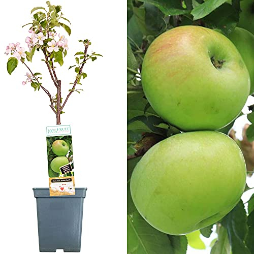 Terrassenobstbaumkollektion | Verschiedene Früchte | Ideal für kleine Gärten | 2-3ft