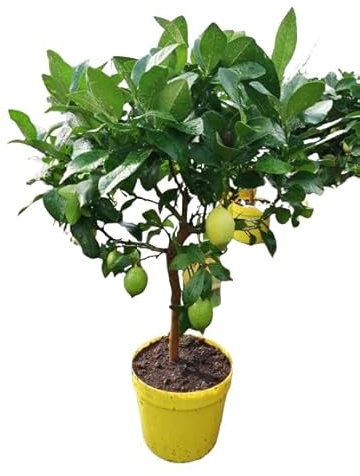 Limonero Natural Cultiva tus Propios Limones con este Árbol Frutal Auténtico