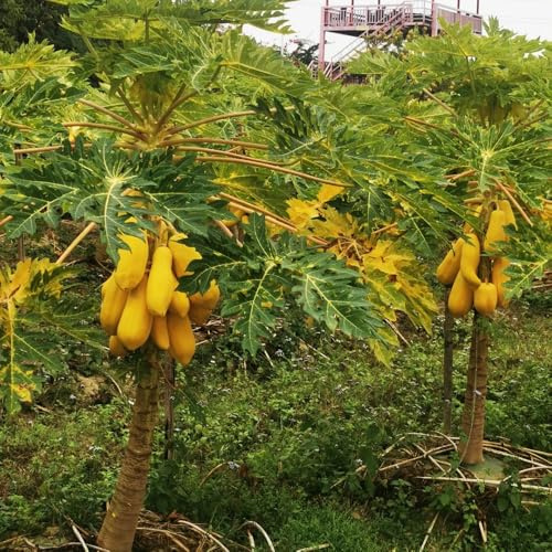 papaya de interior exóticas resistentes balcón camas elevadas enanos semillas de balcón resistentes en 65pcs