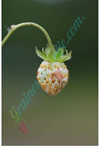 Portal Cool Alpine fragola semi di fragola Semi Wonder Giallo