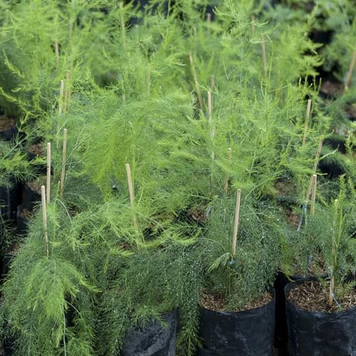semi di aneto giardino di al coperto sul balcone aneto decorazioni autunnali, verdi esotiche per aiuole rialzate e balconi coltivazione giardino 850semi