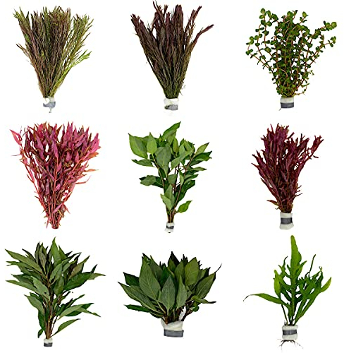 WaterPlants Aquariumpflanzen Set 6 XXL Bunde, Wasserpflanze, Wasserpflanzen, Dicke Bunde, Mehrfarbig
