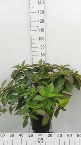 Hydrangea serr. 'Daredevil' - Hortensia 30-40 cm en pot