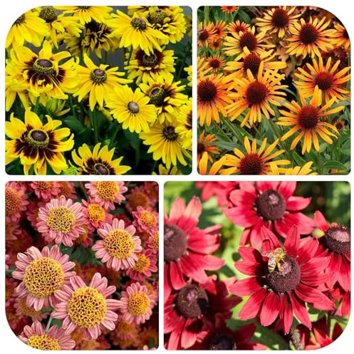 300+ Black Heart Chrysanthemum Seeds for Planting - Includes Echinacea Daisy and Celestial Chrysanthemum for Garden Outdoor
