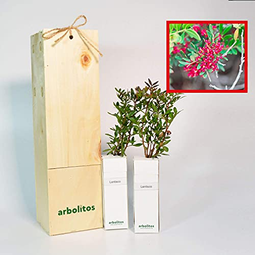 Pistachier Lentisque | Arbuste Méditerranéen | Arbre avec Fruits Comestibles | Jeune Pousse de 30 cm Reçue dans une Caisse en Bois Réutilisable | Pack 2 Unités
