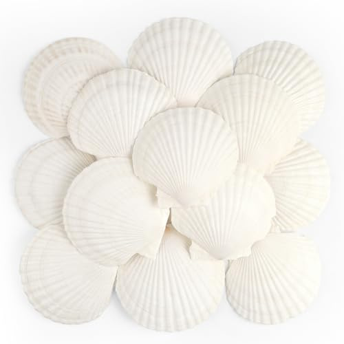 TaoQ C 16 Piezas Conchas Naturales, 10 cm - 12 cm Blanco Conchas Marinas Naturales Conchas Grandes para Artesanías Bodas decoran Fiestas temáticas de Playa, peceras y Rellenos de jarrones