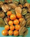 Just Seed - Flower - Cape Gooseberry - Physalis edulis - 200 Seed