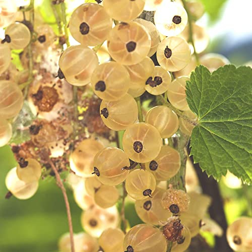 Weiße Johannisbeere 'Weiße Versailler®' (im Container)