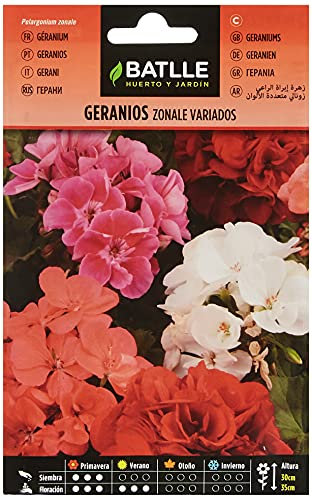 Batlle Geranium ZONALE