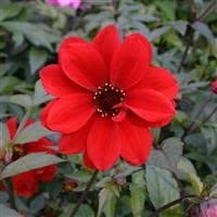 6 x Dahlia 'Bishop of Llandaff' Cottage Garden Perennial Plug Plants