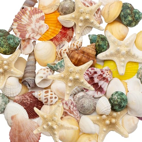 Kujinova Shells Decoration, Mixed Shell Box, Shells for Crafts, Beach Shells, Starfish, about 500 g, for Beach Parties, Table Scatters, Home Decoration, DIY Crafts, Candle Making (A)