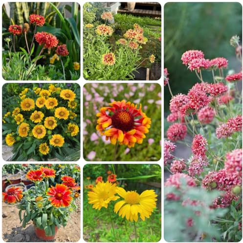 kokardenblume, schnittblumen blumenwiese mehrjährig bodendecker winterharte kübelpflanzen seltene, wohnzimmer deko steingartenpflanzen 100samen