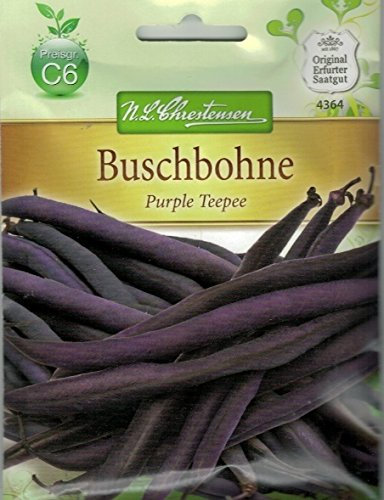 Chrestensen Buschbohne 'Purple Teepee' Gluckentyp Saatgut