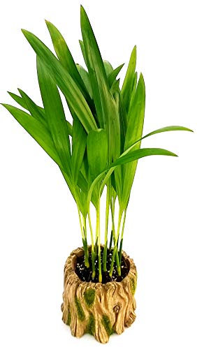 POWERS TO FLOWERS - ARECA, MINI PALMA DI ARECA IN VASO CERAMICA TRONCO, pianta vera