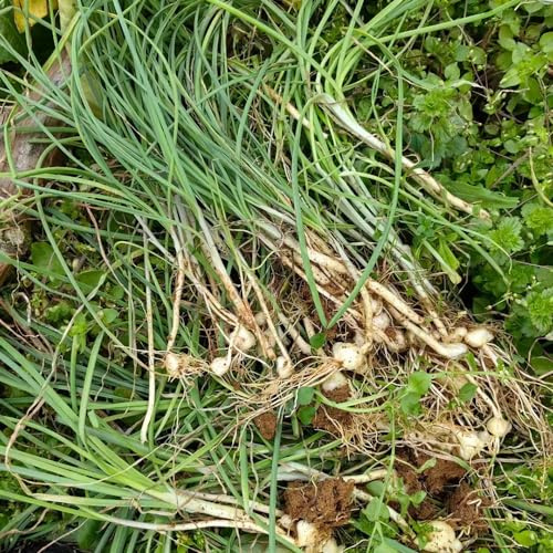 ajo silvestre semillas orgánicas de primavera semillas de jardín resistentes interior exóticas ajo silvestre resistentes para jardines 10pcs