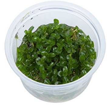 Tropica 1-2-Grow! Bacopa caroliniana 1 Stück