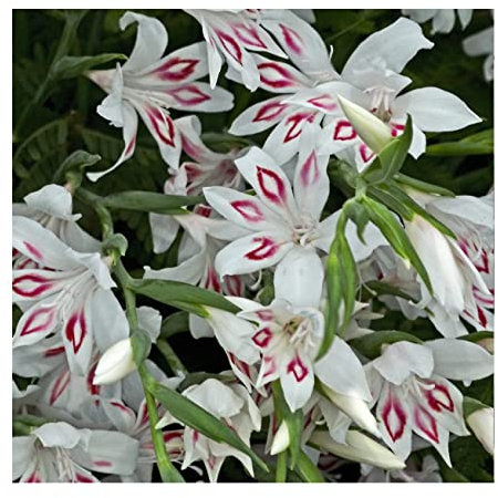 20x Gladioli Nanus Nymph Bulbs Spring Flowering White Dwarf Gladiolus Garden Cut Flowers Autumn Planting Hardy Corms
