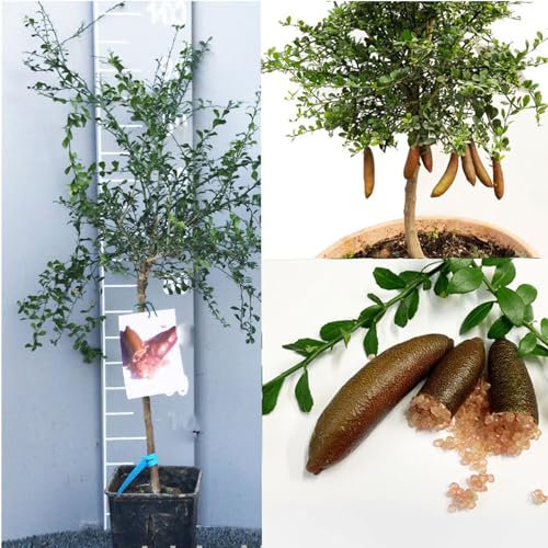 Savini Vivai - Planta de limón caviar Pink Ice - Árbol de cítricos con forma de árbol de limón y limón en maceta, 35 cm, altura 120-140 cm, 4 años de injerto, fabricado en Italia