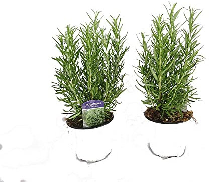 Romero Pack de 2 Unidades Planta Aromática Planta de Romero para Cocinar