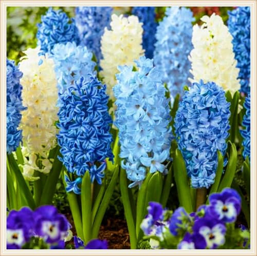 Hyazinthenzwiebel-Winterhart MehrjäHrig,Hyazinthen Rhizome,Hyazinthen Rhizome,Hyazinthen Pflanzen Winterhart,Landschaftsbau-2zwiebeln-c