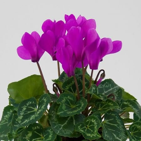 100 graines de fleurs de cyclamen violet fraîches et neuves